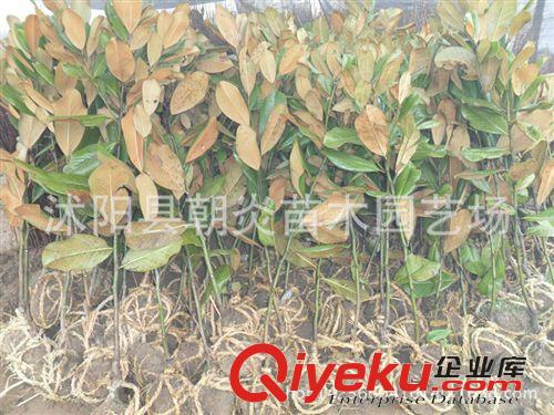 行道樹苗 廣玉蘭 苗 嫁接苗 紫 紅 白 黃 玉蘭小苗