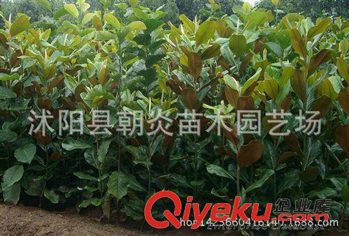 行道樹苗 廣玉蘭 苗 嫁接苗 紫 紅 白 黃 玉蘭小苗