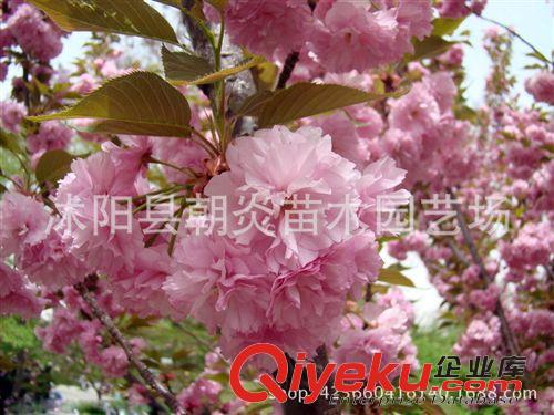 行道樹苗 zz日本櫻花苗 櫻花樹苗 晚櫻嫁接苗 規格齊全