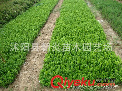 水生花卉 水生花卉 千屈菜 千屈菜苗 千屈菜種苗 自產自銷 網商貨源地