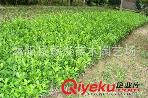 綠化小苗 黃楊苗 床苗 苗圃直銷  綠化工程苗