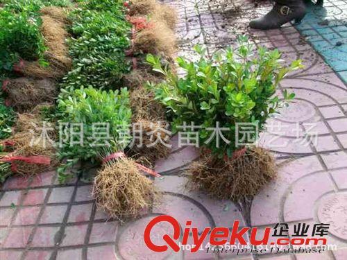 綠化小苗 黃楊苗 床苗 苗圃直銷  綠化工程苗
