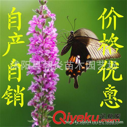 水生花卉 夏季熱銷產品 睡蓮種苗 小睡蓮根塊 迷你睡蓮 水培花卉植物