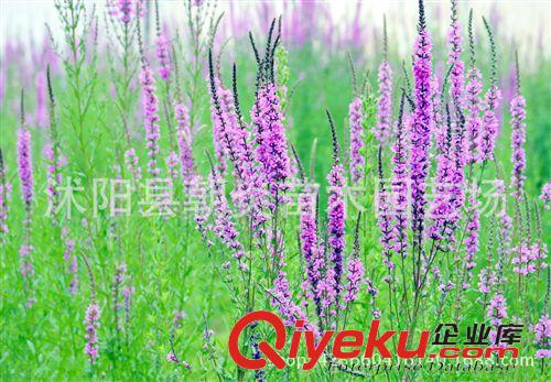 水生花卉 水生花卉 千屈菜 千屈菜苗 千屈菜種苗 自產自銷 網商貨源地原始圖片3