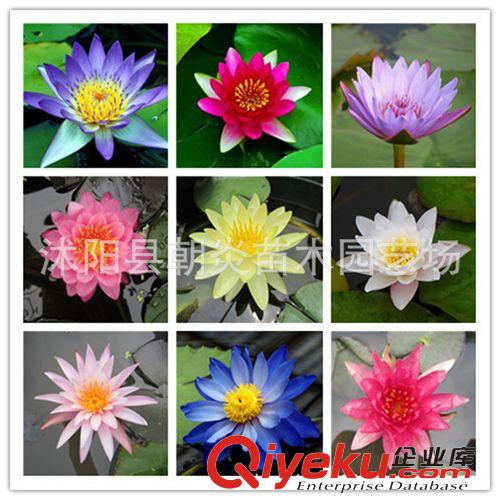 水生花卉 夏季熱銷產品 睡蓮種苗 小睡蓮根塊 迷你睡蓮 水培花卉植物