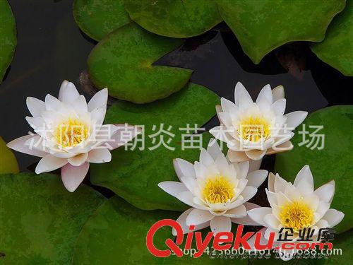 水生花卉 夏季熱銷產品 睡蓮種苗 小睡蓮根塊 迷你睡蓮 水培花卉植物原始圖片2