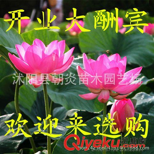 水生花卉 夏季熱銷產品 睡蓮種苗 小睡蓮根塊 迷你睡蓮 水培花卉植物