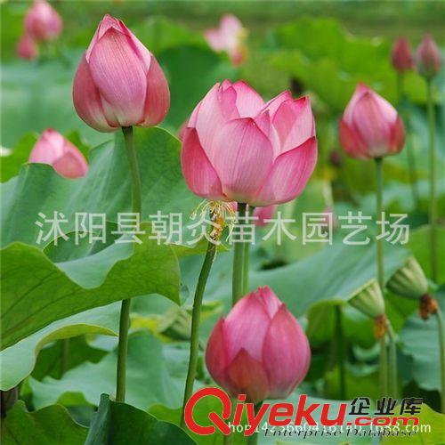 水生花卉 荷花苗   夏季熱銷  荷花種苗  荷花種藕  速來選購
