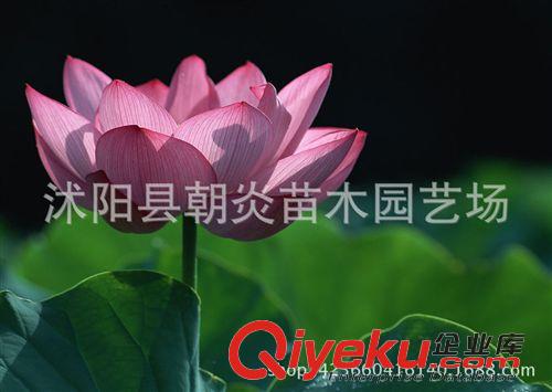 水生花卉 荷花苗   夏季熱銷  荷花種苗  荷花種藕  速來選購