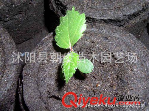 園藝工具 育苗塊 營養壓縮塊 壓縮泥炭塊 澆水即可育苗 3.0cm