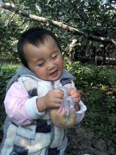 仁果類 大量供應zz的大沙河紅富士蘋果原始圖片3