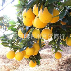 居家產品 批發zz永興冰糖甜橙 橙子冰糖橙超甜皮薄渣少水多 新鮮水果