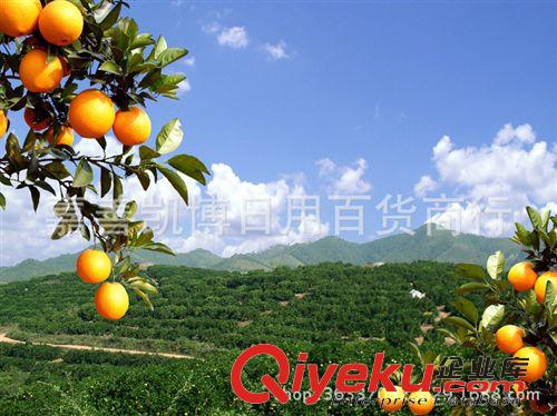 居家產(chǎn)品 新鮮水果批發(fā)zz永興冰糖甜橙 橙子冰糖橙超甜皮薄渣少水多原始圖片2