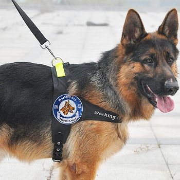 外出用品 chukchi中大型犬專用金毛薩摩耶大狗寵物牽引繩胸背帶套裝雙牽原始圖片3