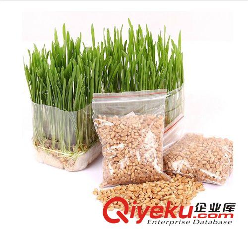 貓咪用品 貓草種子 去毛球薄荷零食小麥種16g發(fā)芽率高寵物調(diào)理腸胃營養(yǎng)tj