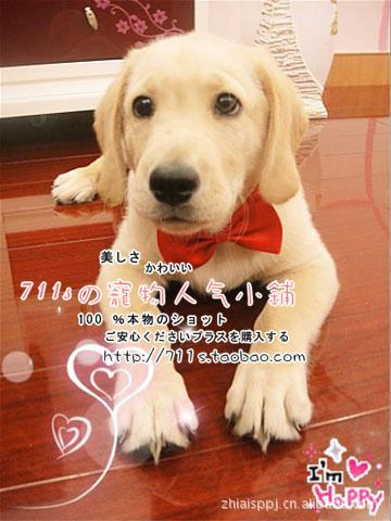 寵物飾品 多色領(lǐng)帶領(lǐng)結(jié) 支持選色 寵物領(lǐng)結(jié)兒童領(lǐng)結(jié)狗蝴蝶結(jié)貓狗寵物用原始圖片2