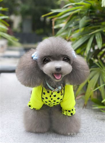  寵物服飾 寵物衣服批發(fā)狗狗保暖四腳棉衣高品質(zhì)品牌寵物服飾混批 雙C套裝