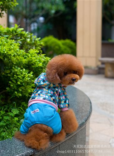  寵物服飾 寵物秋冬服裝批發(fā)狗狗保暖棉衣高品質(zhì)德豐春滿枝椏藍(lán)色雨滴款原始圖片2