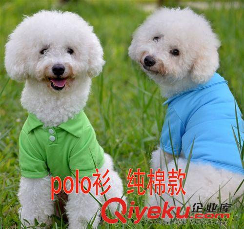寵物衣服 寵物服裝 泰迪金毛狗狗衣服 狗衣服批發 泰迪吉娃娃polo衫廠家原始圖片3