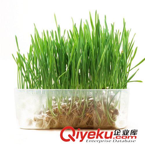 皮皮淘-喵星人專區 水晶貓草 貓草種子種植套裝 tr貓薄荷貓零食 吐毛球助消化