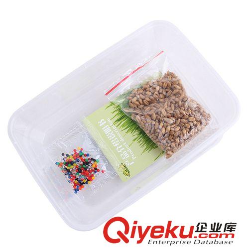 皮皮淘-喵星人專區 水晶貓草 貓草種子種植套裝 tr貓薄荷貓零食 吐毛球助消化
