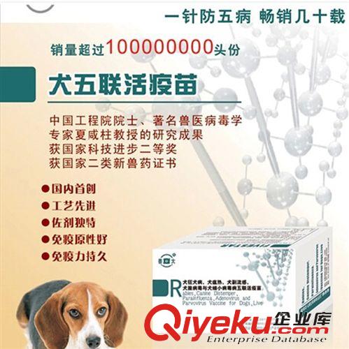 醫療器械用品 批發寵物藥品 韓國BIT犬瘟試紙 CDV犬瘟熱試紙 犬瘟病毒試紙