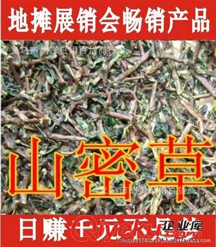 植物原藥材 雪山黃龍茶 九死還魂草 絞股藍龍須草 福音茶小葉苦丁茶原始圖片2