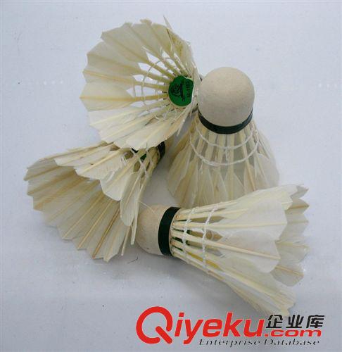 羽毛球拍 zp 亞洲獅AsiaLion 實用級1103號羽毛球 xjb高