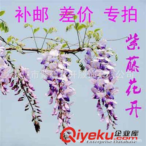 配飾 美妃腰帶 配色大花腰帶腰封 硬紗之感 特殊定制 實拍