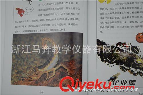 生物教學儀器 動物分類圖譜 J59009 小學科學實驗器材 植物分類 生物 教學儀器原始圖片2