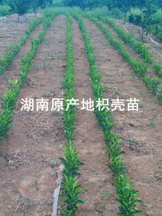 未分類 大量供應 湖南樹苗 zz藥用枳殼苗 一年生 中藥樹苗 枳殼樹苗