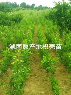 未分類 大量供應 湖南樹苗 zz藥用枳殼苗 一年生 中藥樹苗 枳殼樹苗
